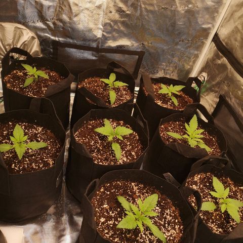 LBCOG auto growlog timeline photo