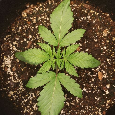 Og kush auto growlog timeline photo