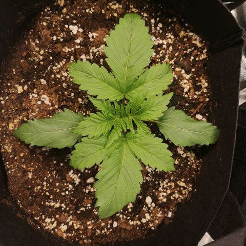 Purple thai auto  growlog timeline photo