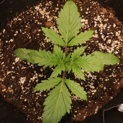 LBCOG auto growlog timeline photo