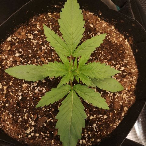 Pina rbx auto growlog timeline photo