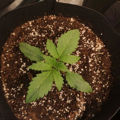 Banana Hammock auto growlog timeline photo