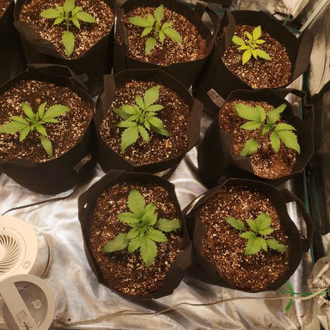Pluto auto growlog timeline photo