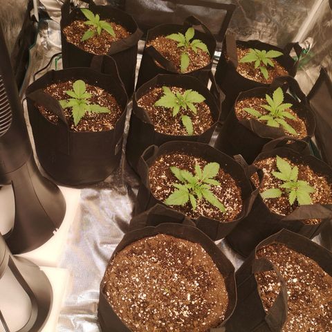 LBCOG auto growlog timeline photo