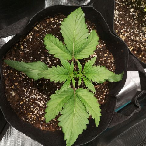 Og kush auto growlog timeline photo