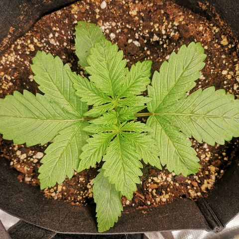 Purple thai auto  growlog timeline photo