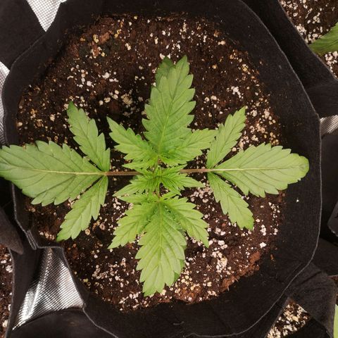 LBCOG auto growlog timeline photo