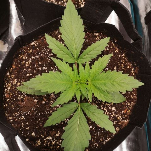 Pina rbx auto growlog timeline photo