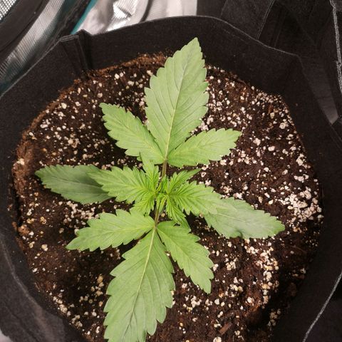 Banana Hammock auto growlog timeline photo