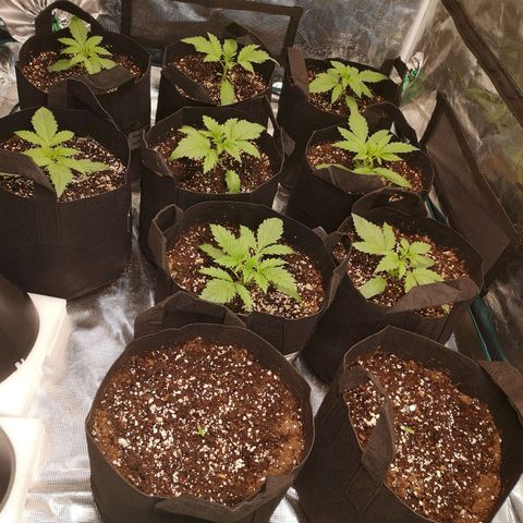 LBCOG auto growlog timeline photo