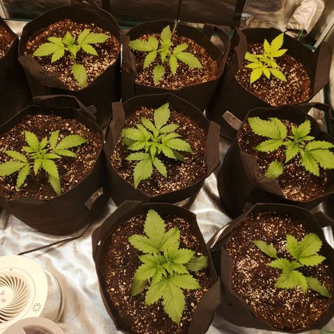 Pluto auto growlog timeline photo