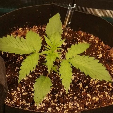 Crystal candy xl auto growlog timeline photo