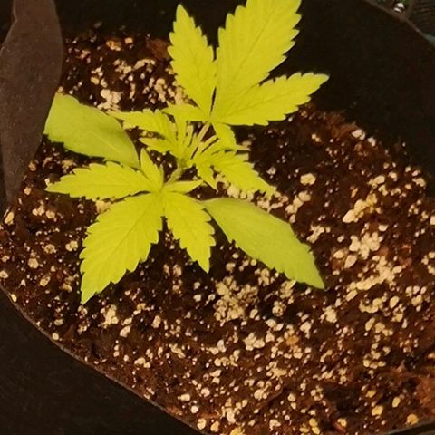 Dark devil auto growlog timeline photo