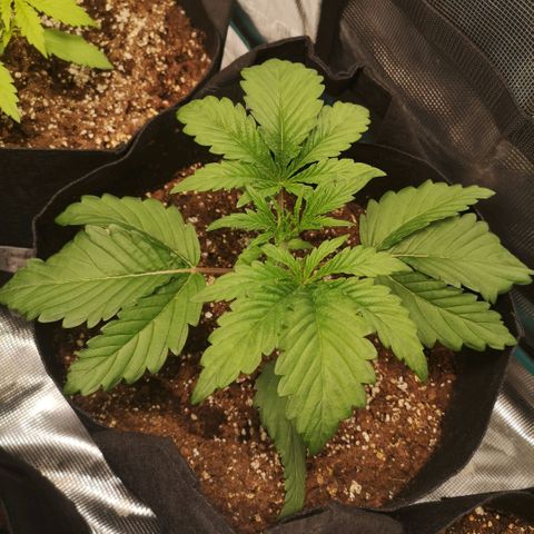 Og kush auto growlog timeline photo