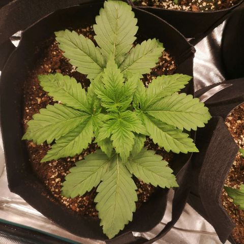 Purple thai auto  growlog timeline photo