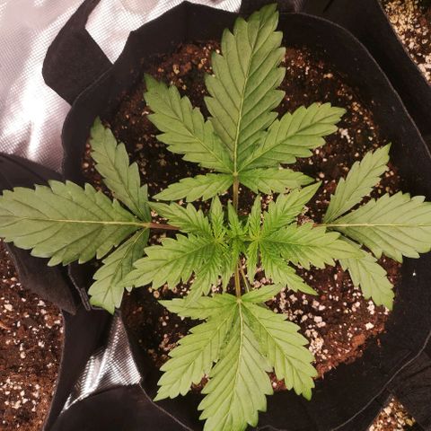 LBCOG auto growlog timeline photo