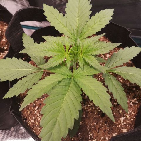 Pina rbx auto growlog timeline photo