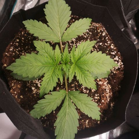 Banana Hammock auto growlog timeline photo