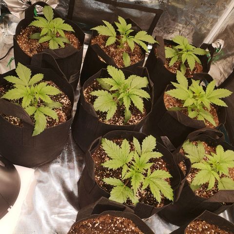 Pluto auto growlog timeline photo