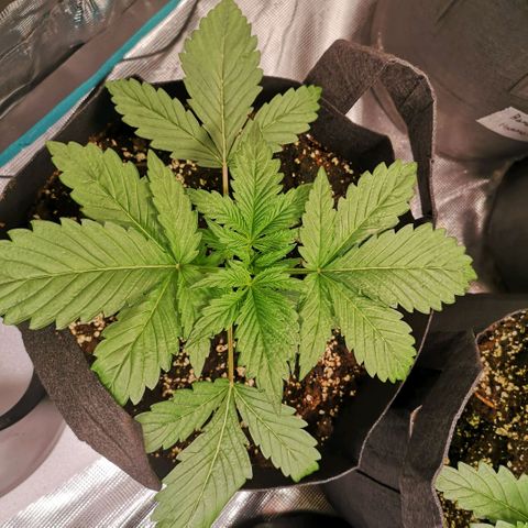 Banana Hammock auto growlog timeline photo