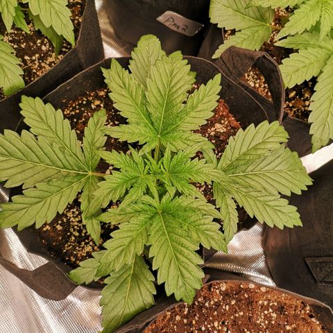 LBCOG auto growlog timeline photo