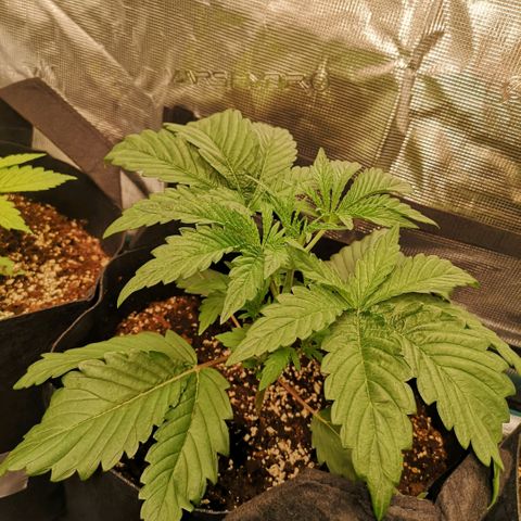 Og kush auto growlog timeline photo