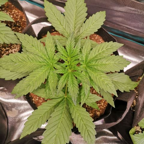 Pina rbx auto growlog timeline photo