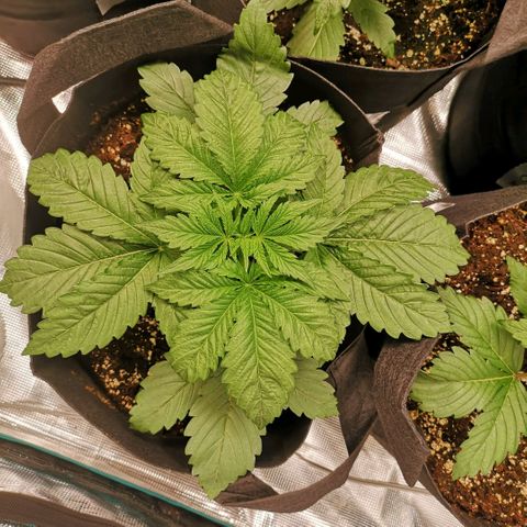 Purple thai auto  growlog timeline photo