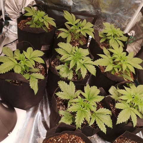 LBCOG auto growlog timeline photo
