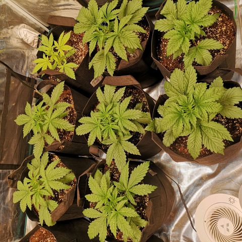 Pluto auto growlog timeline photo