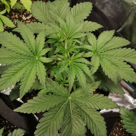 Og kush auto growlog timeline photo