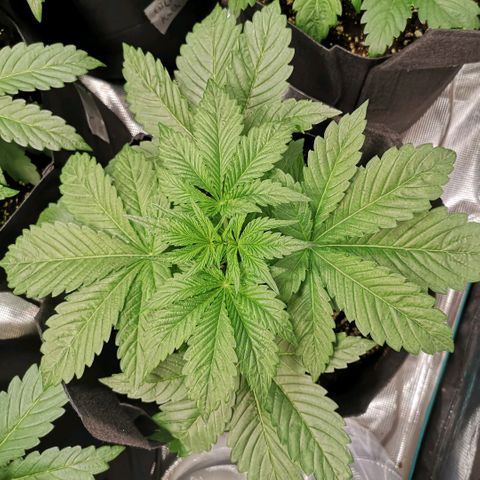 Purple thai auto  growlog timeline photo
