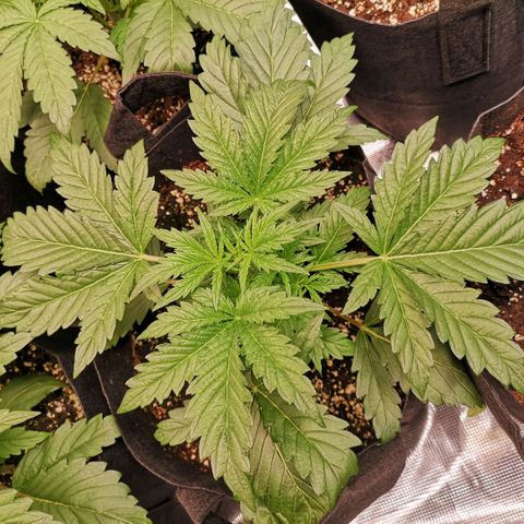 LBCOG auto growlog timeline photo