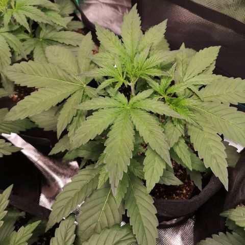 Pina rbx auto growlog timeline photo