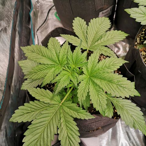 Banana Hammock auto growlog timeline photo