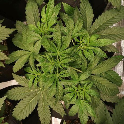 Og kush auto growlog timeline photo