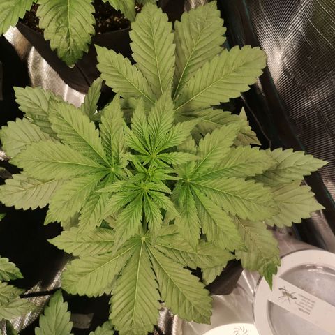 Purple thai auto  growlog timeline photo
