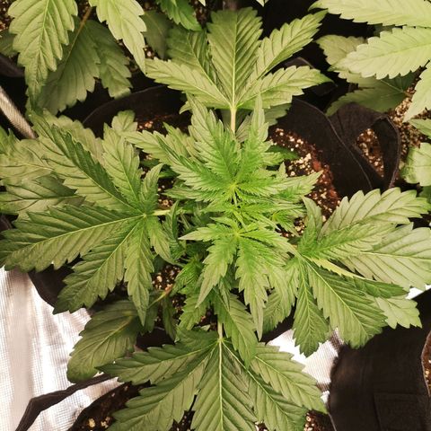 LBCOG auto growlog timeline photo