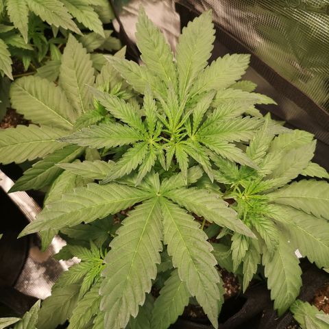 Pina rbx auto growlog timeline photo