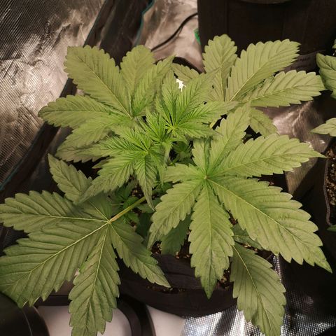Banana Hammock auto growlog timeline photo