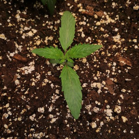 Sour d auto  growlog timeline photo