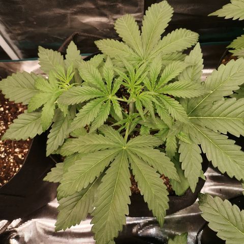 Pluto auto growlog timeline photo