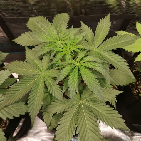 Crystal candy xl auto growlog timeline photo