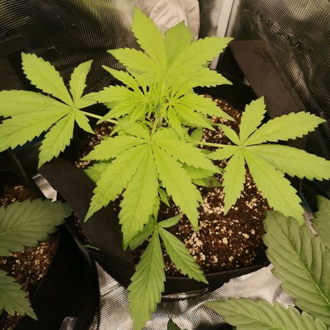 Dark devil auto growlog timeline photo