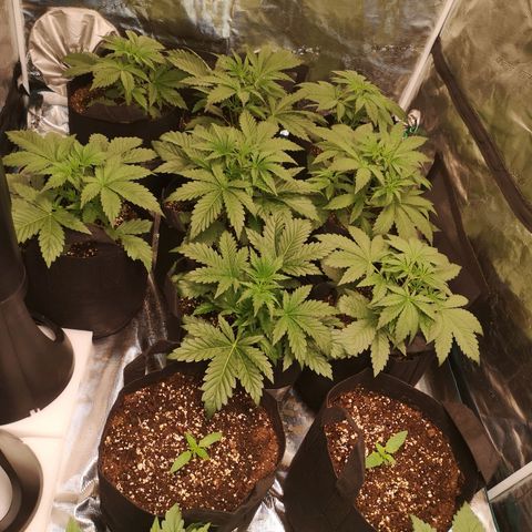 LBCOG auto growlog timeline photo