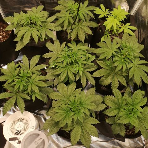 Pluto auto growlog timeline photo