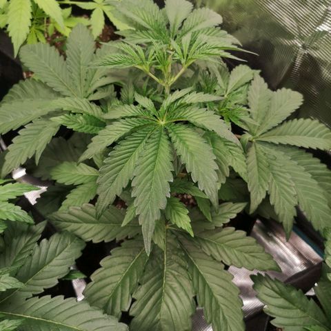 Og kush auto growlog timeline photo