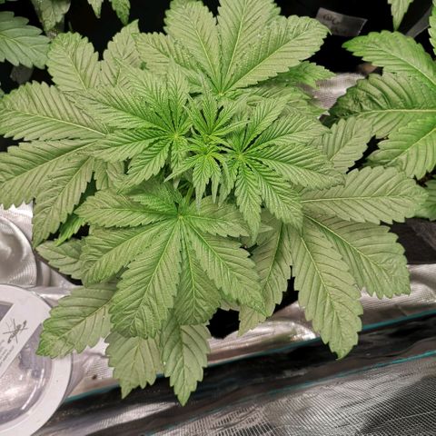 Purple thai auto  growlog timeline photo