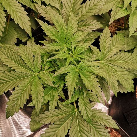 LBCOG auto growlog timeline photo