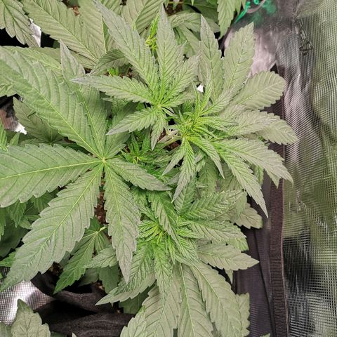 Pina rbx auto growlog timeline photo